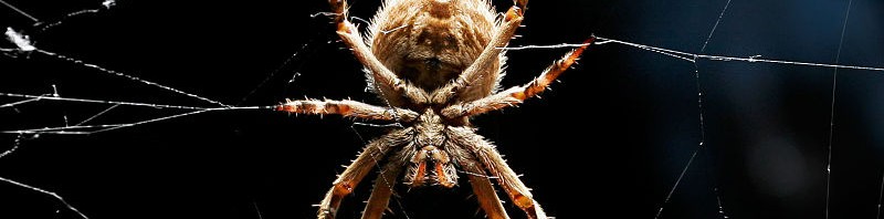 The Spider in Celtic Myth