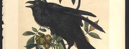 The Raven and Crow of the Celts – Part I: Myth and Legend