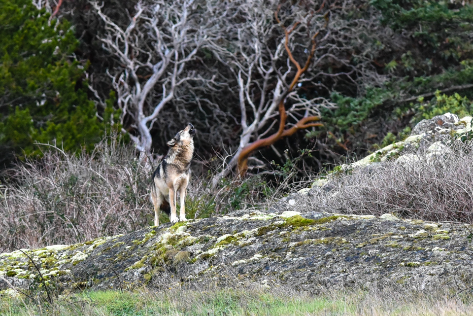 Staqeya. Photo courtesy of Cheryl Alexander