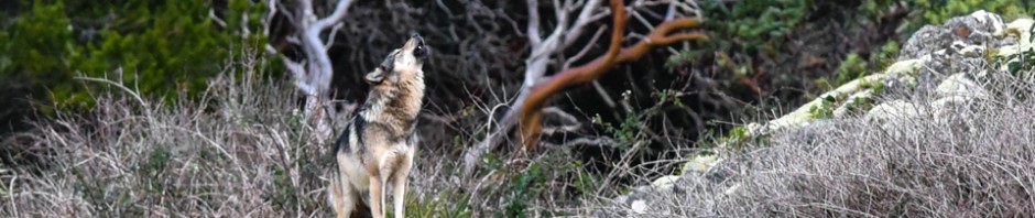 Staqeya: Sacred Wolf of the Songhees